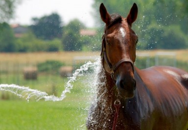 Aider le cheval à mieux récupérer après l'effort