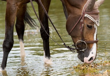 Le cheval âgé