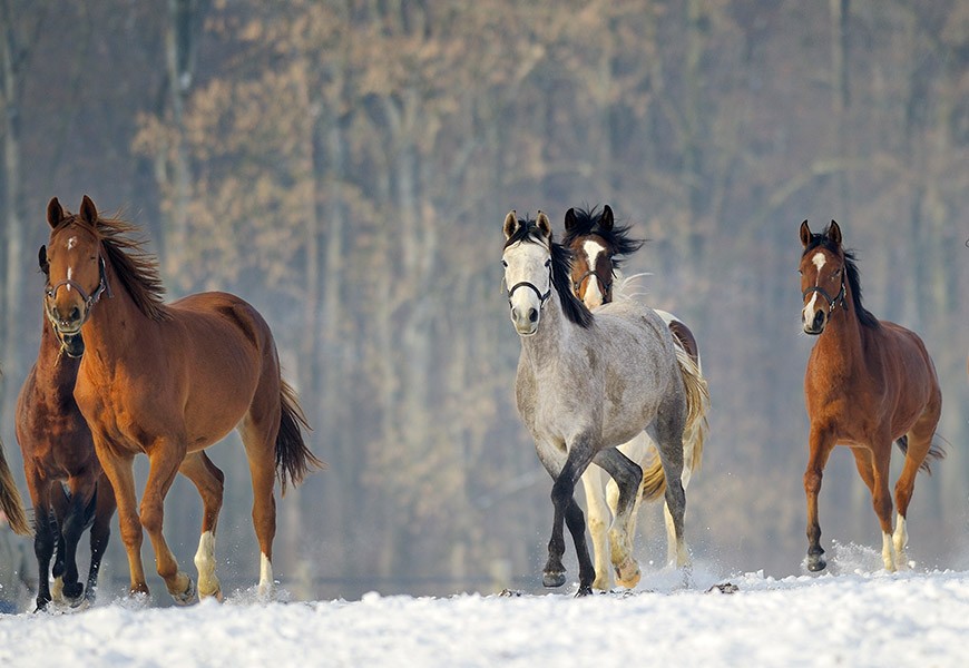 Comprendre le stress du cheval