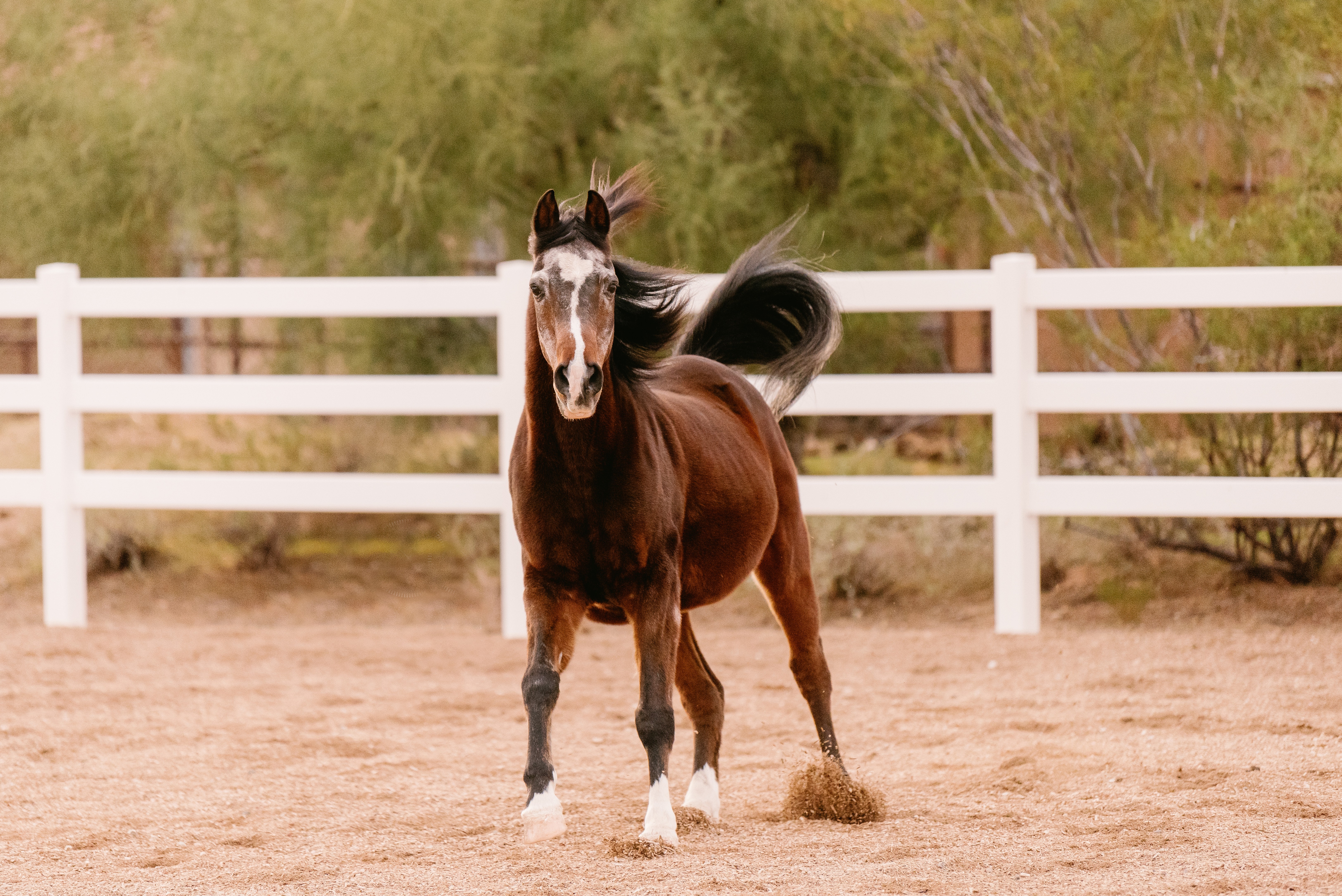 Nourrir le cheval atteint de Cushing