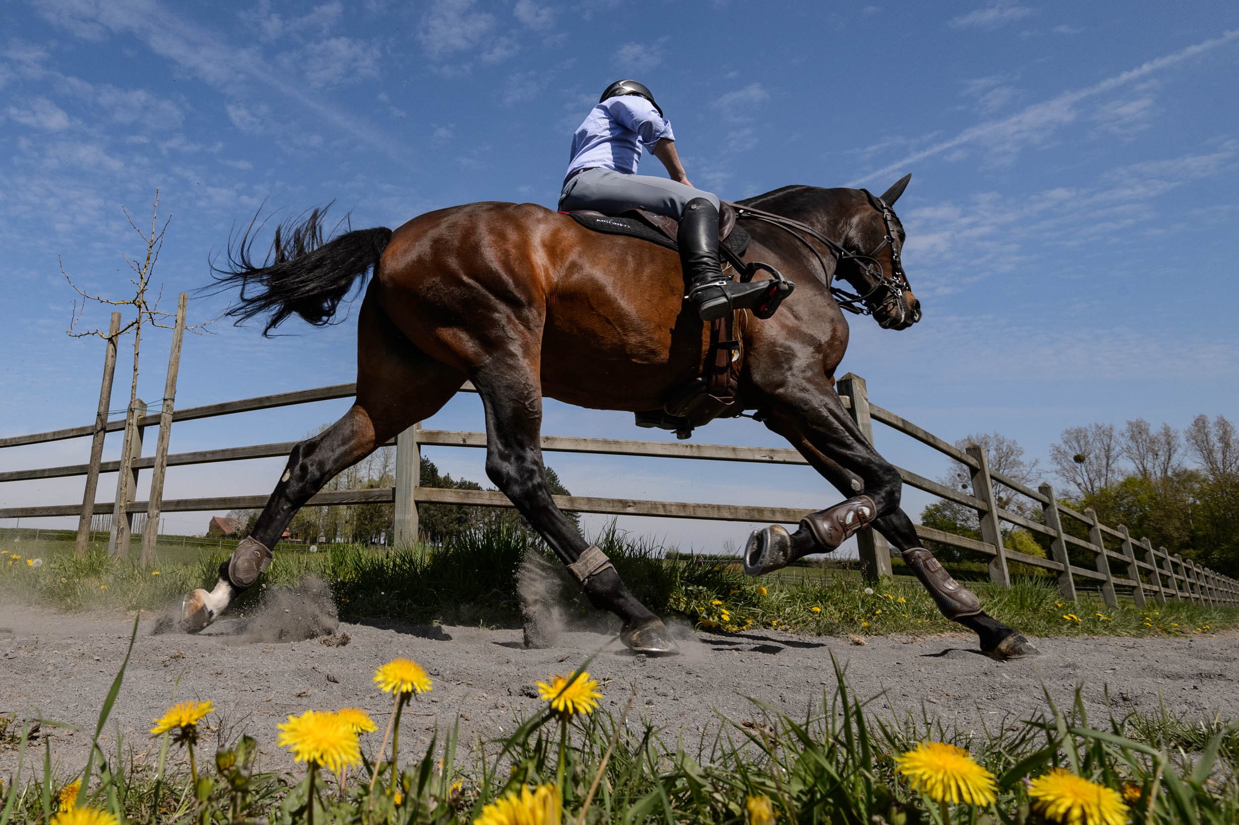 Importance de la vitamine E dans l’alimentation du cheval 