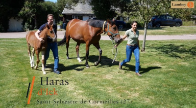 EPISODE  5 - Haras D'Ick