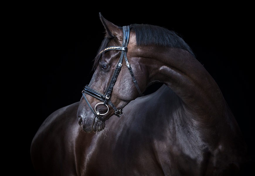 Stress oxydant chez les chevaux athlètes